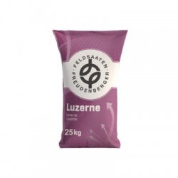 Lucerna siewna PLATO