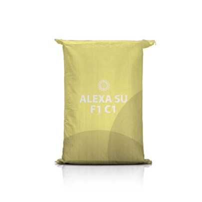 Słonecznik Alexa SU – linolowy, wczesny, toleruje suszę, odporny