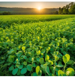 Groch siewny OSTINATO C1