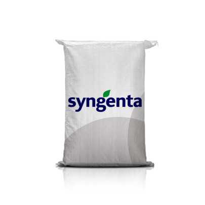 Pszenica ozima Dubaj C1 – odporna, zimotrwała, ziarno wysokiej jakości