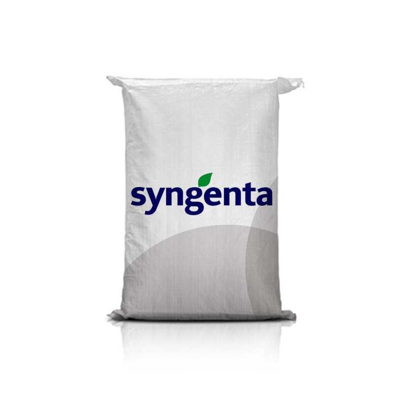 Pszenica ozima Euclide C1 – oścista, wczesna, odporna na suszę; niska roślina, grube ziarno