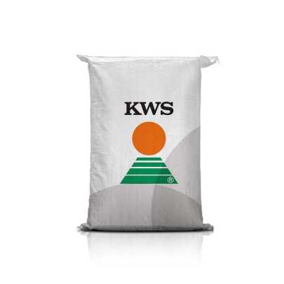 Żyto ozime KWS SERAFINO F1 C1 – bardzo wysoki plon, tolerancja suszy, POLLENPLUS