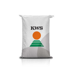 KWS IGOR F1 C1 – bardzo wysoki plon, POLLENPLUS przeciw sporyszowi