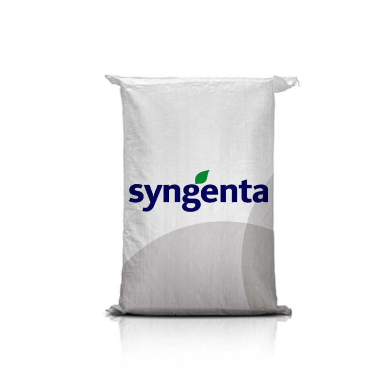 Pszenżyto ozime LOMBARDO C1 Pszenżyto ozime LOMBARDO C1