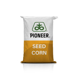 Pioneer P9279 zbiór przy niskiej wilgotności