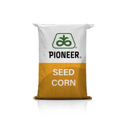 Pioneer P9279 zbiór przy niskiej wilgotności