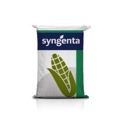 Kukurydza SY MaxiMaize C1 FAO 250-260 - kwalifikowane nasiona na kiszonkę i biogaz - flint/dent, kolba flex, Powercell - Hotfarm