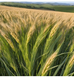 Pszenżyto jare IMPETUS C1