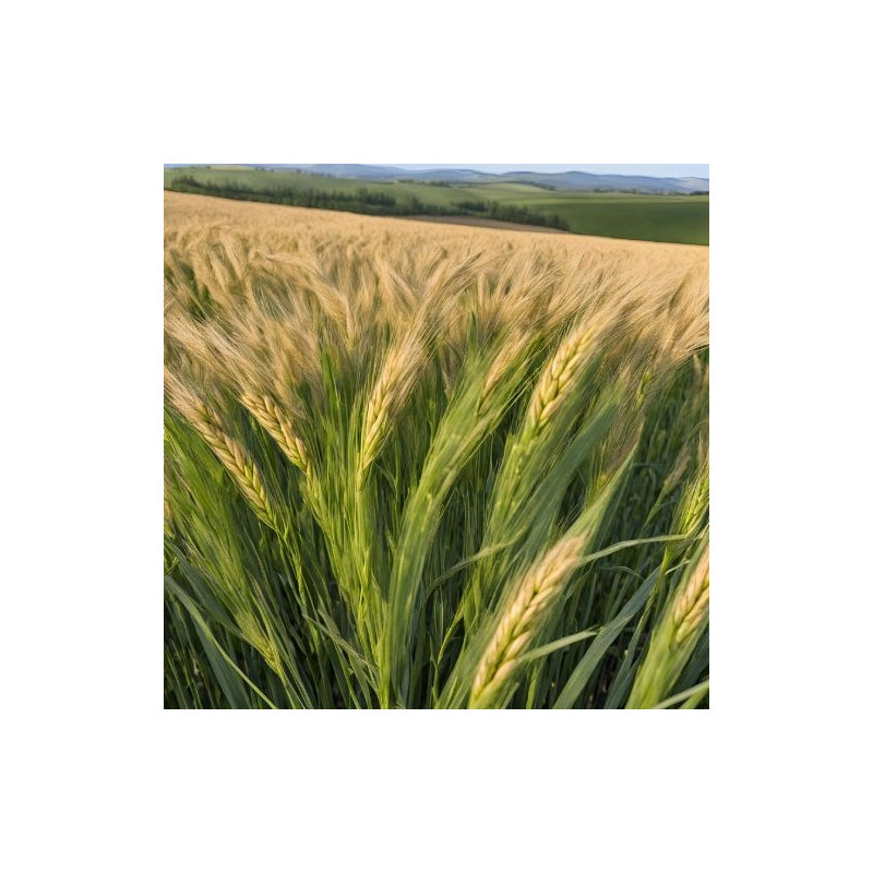 Pszenżyto jare IMPETUS C1