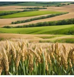 Pszenica jara ANAKONDA C1