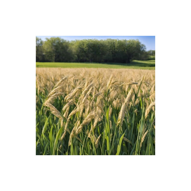 Owies jary KWS CONTENDER C1