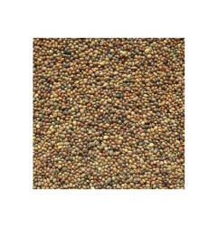 Koniczyna perska GORBY