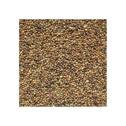 Koniczyna perska GORBY