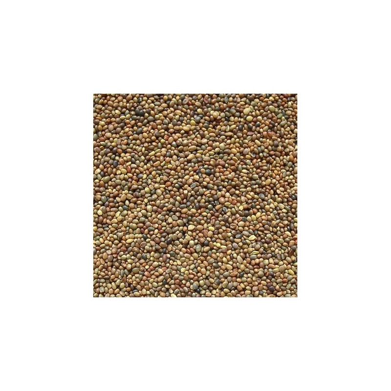 Koniczyna perska DS MAGIC