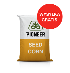 Nasiona kukurydzy P9279 C1 FAO 270–280 – na wysoki plon ziarna