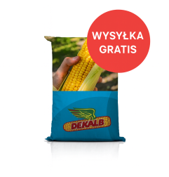 Nasiona kukurydzy do siewu DKC3088 FAO 230 – na ziarno