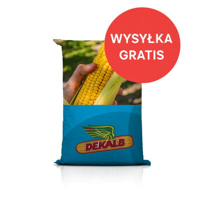 Nasiona kukurydzy DKC4253 FAO 290 – na wysoki plon ziarna