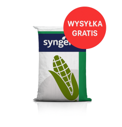 Nasiona kukurydzy SY FREGAT C1 FAO 260 – na wysoki plon ziarna