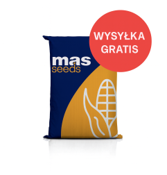Nasiona kukurydzy do siewu MAS 23.M – na ziarno FAO 250