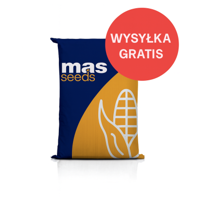 Nasiona kukurydzy Interactis F1 C1 FAO 250 – na ziarno