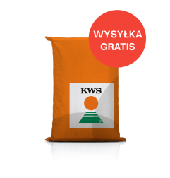 Nasiona kukurydzy KWS Qualito FAO 230 – ziarno, kiszonka, biogaz