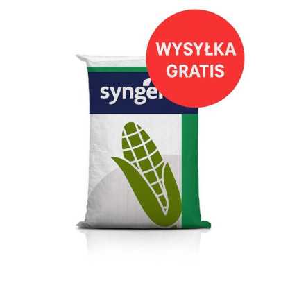 Nasiona kukurydzy SY REMUS C1 FAO 250 – na kiszonkę