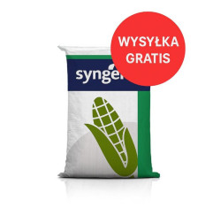 Nasiona kukurydzy SY Facto C1 – na ziarno i kiszonkę