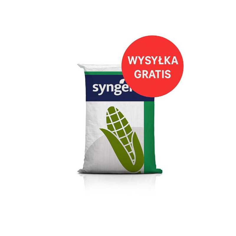 Nasiona kukurydzy SY MaxiMaize C1 – kiszonka i biogaz FAO 250–260