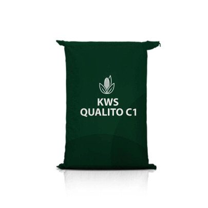 Kukurydza KWS QUALITO C1