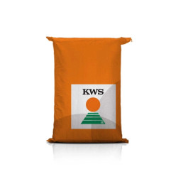 Kukurydza KWS QUALITO C1