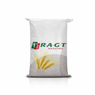 Jęczmień jary RGT Gagarin C1 - kwalifikowany materiał siewny pastewny o wysokiej MTZ i odporności na wyleganie