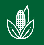 Kukurydza na kiszonkę