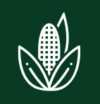 Kukurydza na ziarno i kiszonkę