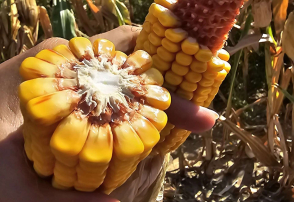 Dobór kukurydzy: flint, dent, Tropical Dent – praktyczny przewodnik