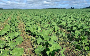 Rzepak ozimy jesienią: regulacja, fungicydy i ochrona