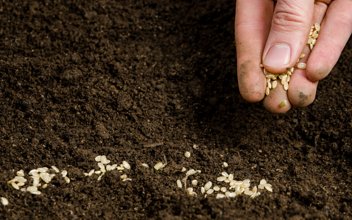 Wyjaśniamy po co uprawiać soję