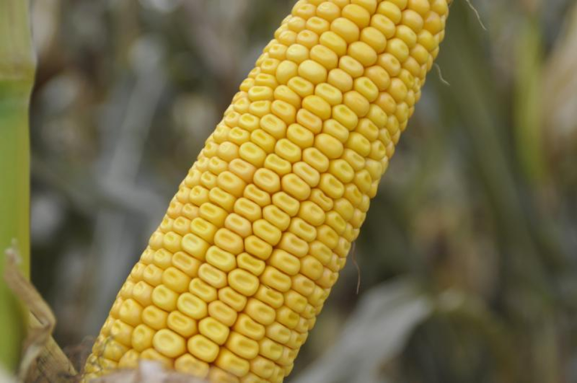 Dobór odmian kukurydzy