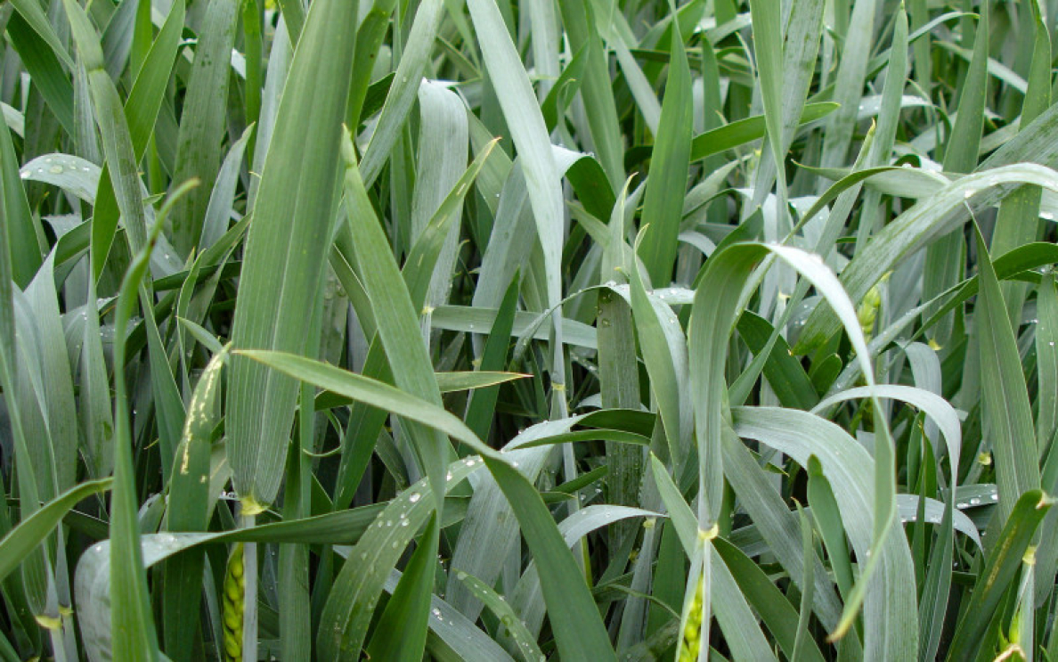 Trzecia dawka azotu „na kłos”