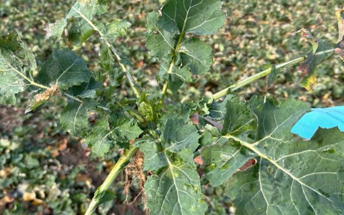 Jesienne dokarmianie dolistne rzepaku – dawki, terminy, sprawdzone produkty