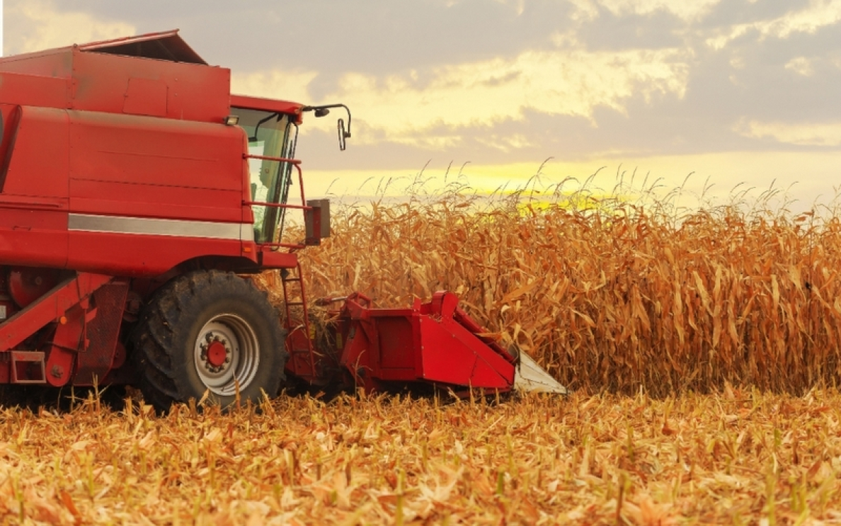 Jak dobrać kukurydzę?