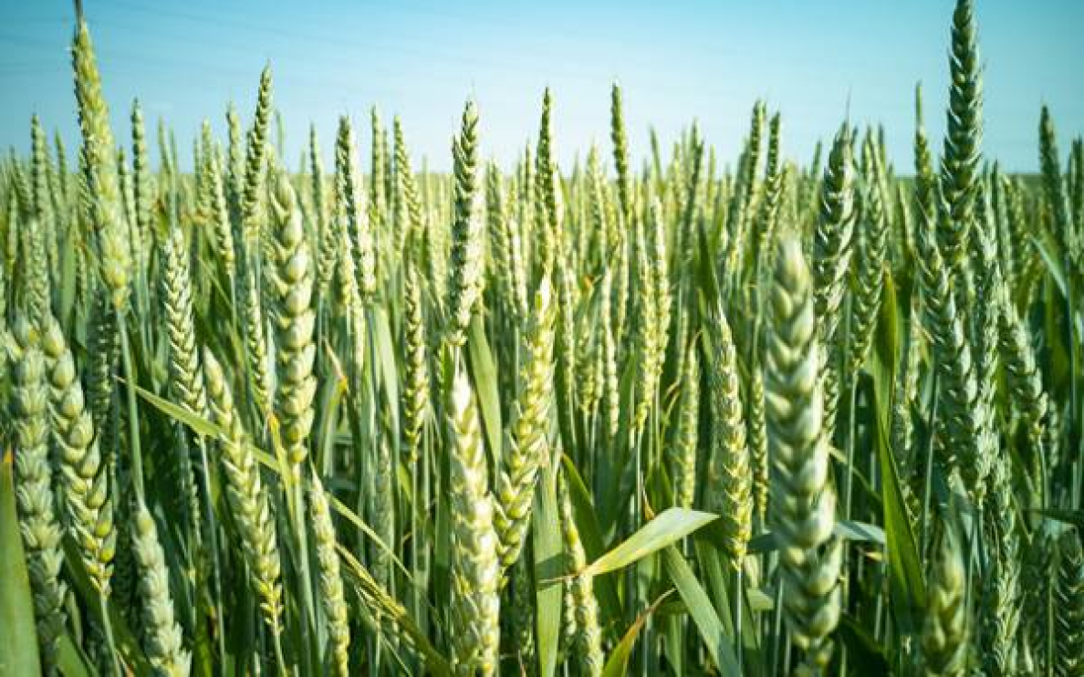 Wiosenne dokarmianie zbóż