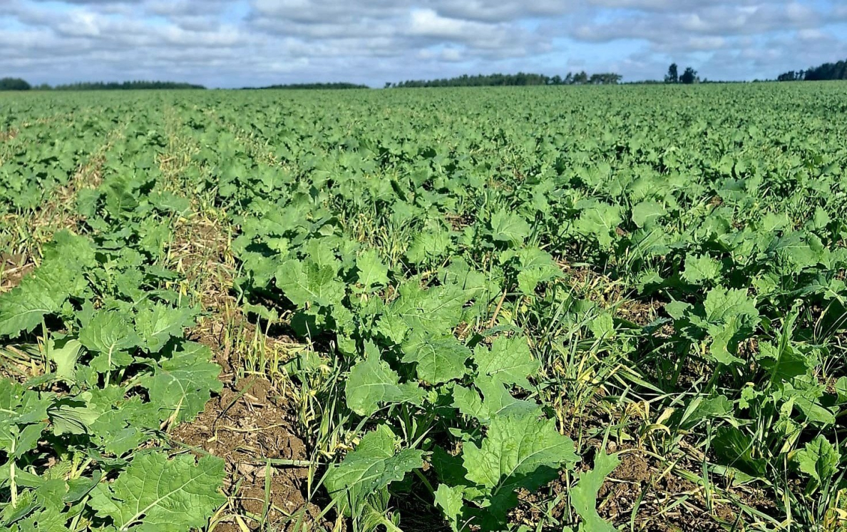 Rzepak ozimy jesienią: regulacja, fungicydy i ochrona