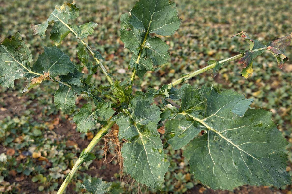 Pierwszy zabieg regulująco-fungicydowy