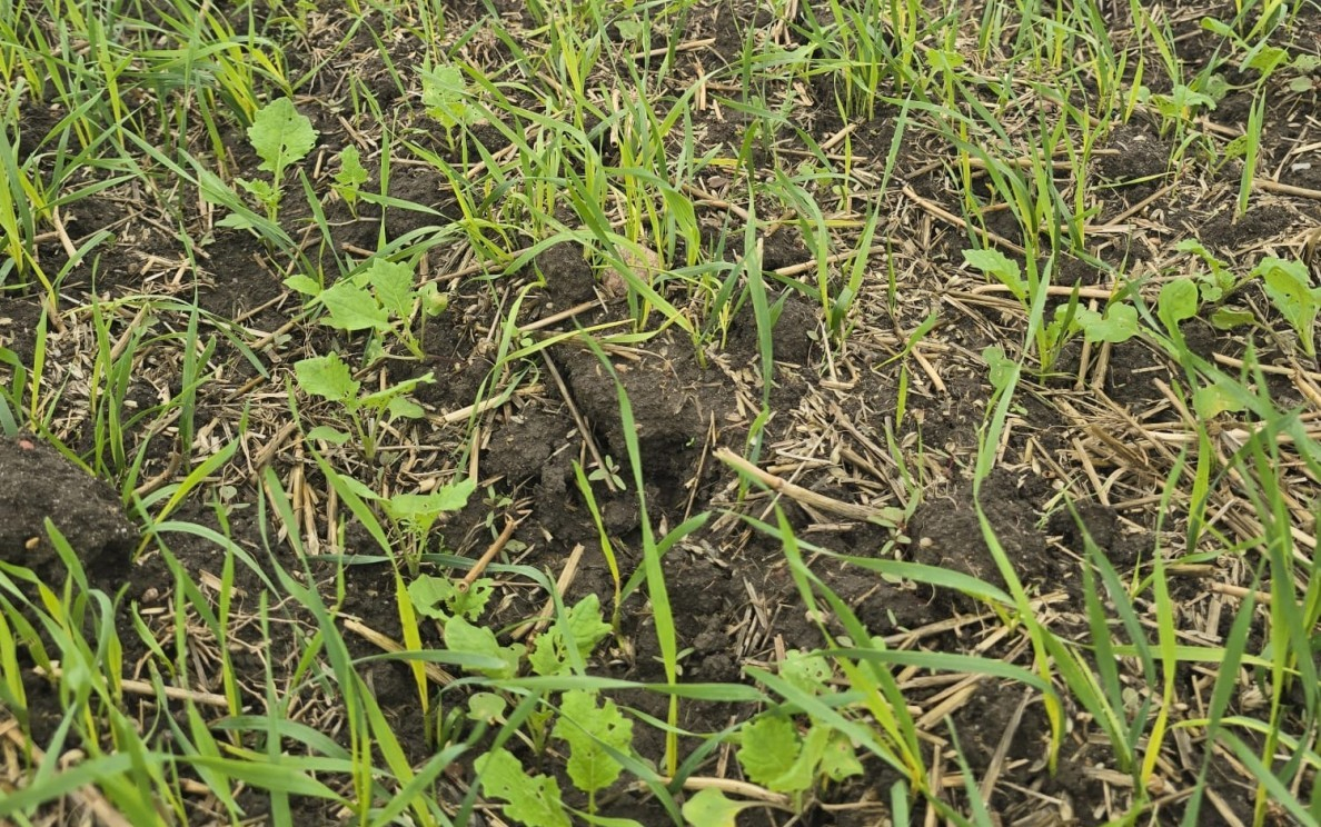 Jesienne zwalczanie samosiewów zbóż i traw w rzepaku ozimym - jak zrobić to dobrze