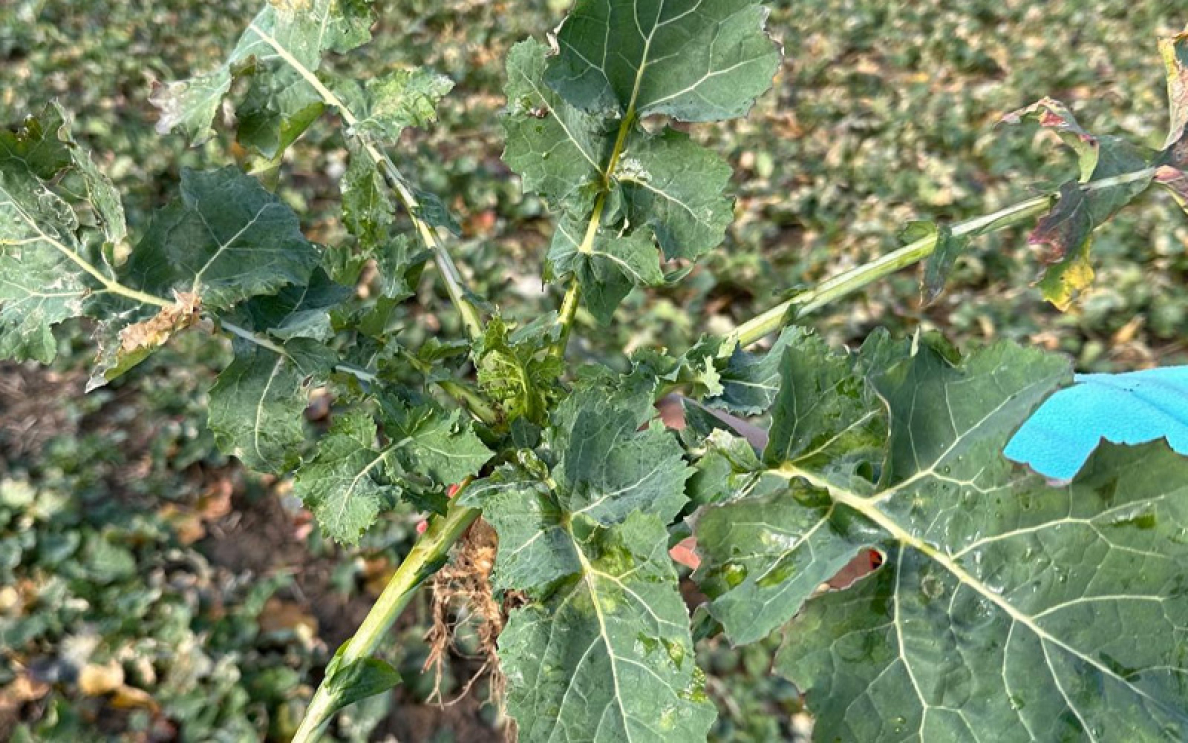 Wiosenne odchwaszczanie rzepaku