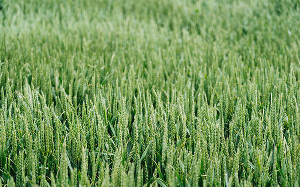 Zabieg T2 w zbożach