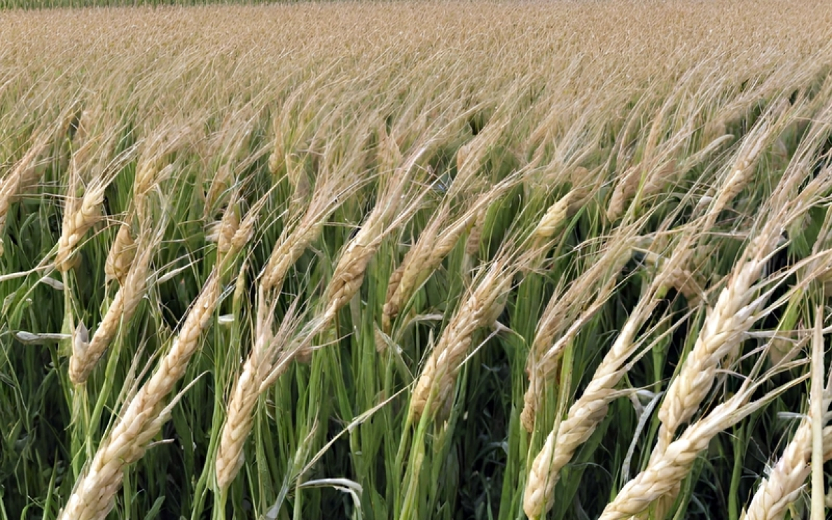 Zabieg T3 w pszenicy ozimej