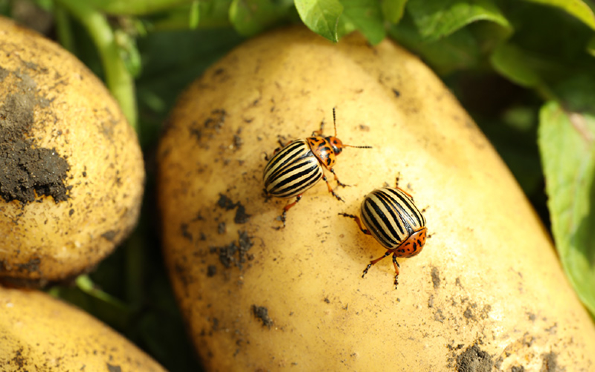 Jak walczyć ze stonką ziemniaczaną?
