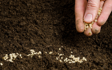 Wyjaśniamy po co uprawiać soję