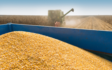 Dobór odmian kukurydzy